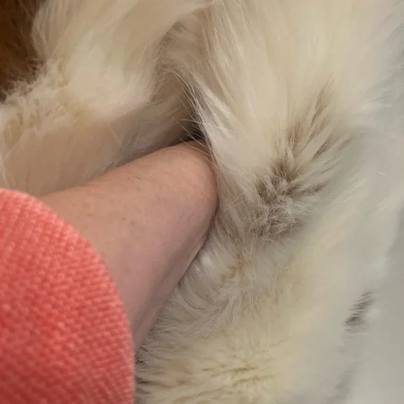 Azalea Wang size small Gorgeous Faux Fur Coat - Picture 4 of 11